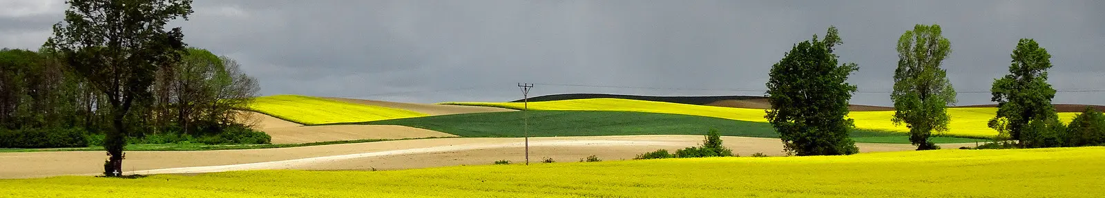 Kombajn na polu podczas pracy